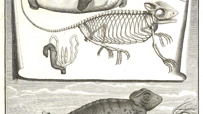 Scientific illustration of a chameleon from the Early Modern period.