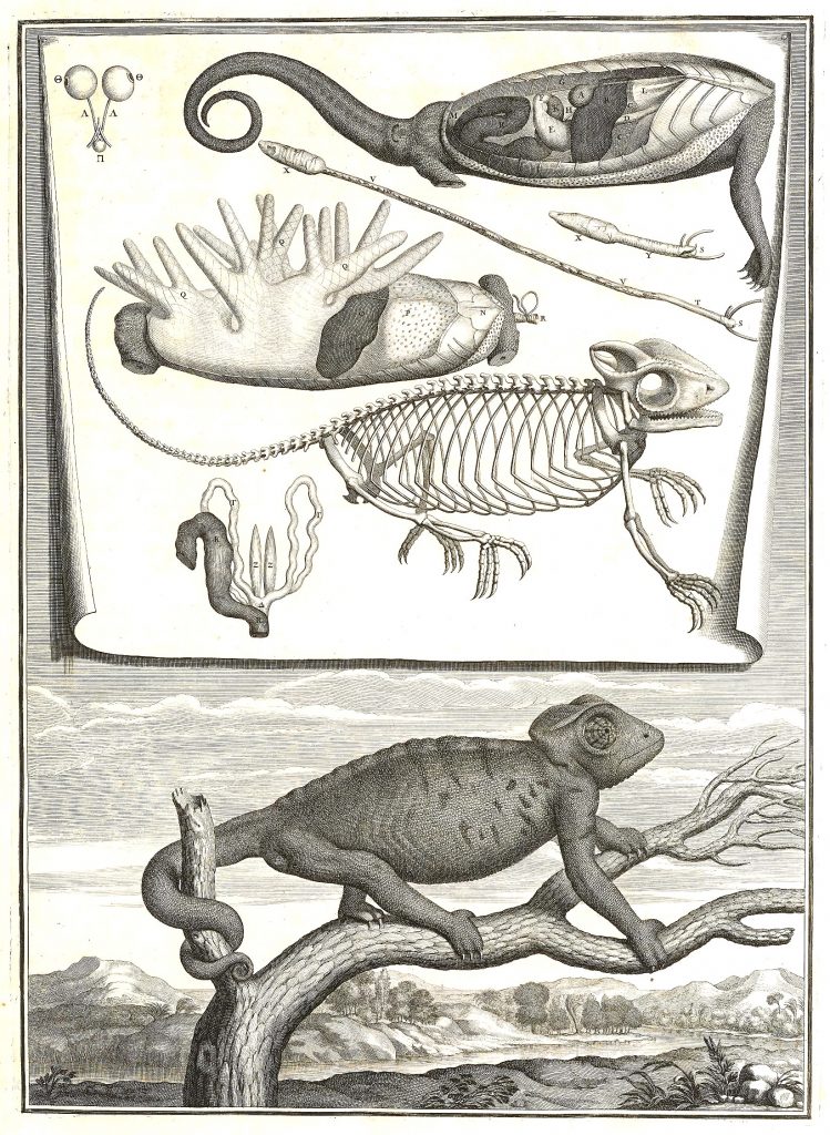 Scientific illustration of a chameleon from the Early Modern period.