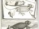 Scientific illustration of a chameleon from the Early Modern period.