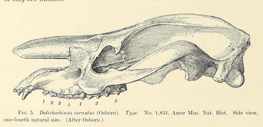 Scientific illustration of a brontothere or titanothere, a prehistoric rhino relative, something like an ancient horse.