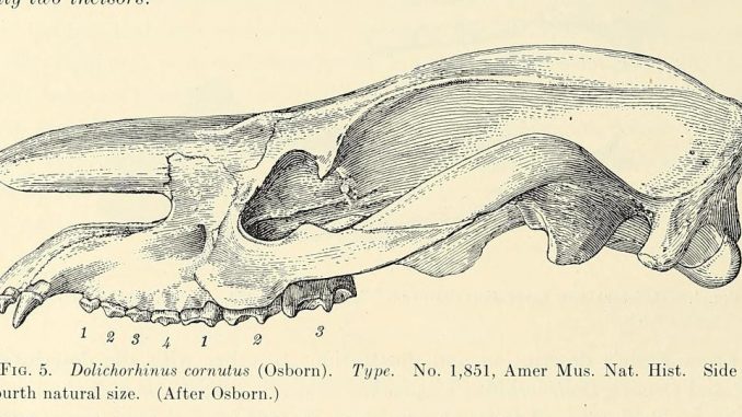 Scientific illustration of a brontothere or titanothere, a prehistoric rhino relative, something like an ancient horse.
