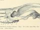 Scientific illustration of a brontothere or titanothere, a prehistoric rhino relative, something like an ancient horse.