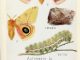 Scientific illustration of two moths, the rosy maple moth and the io moth.