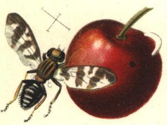 Scientific illustration of a European cherry fruit fly.