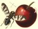 Scientific illustration of a European cherry fruit fly.
