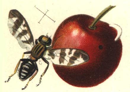 Scientific illustration of a European cherry fruit fly.
