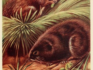 Scientific illustration of water-voles, a British rodent like a river rat.