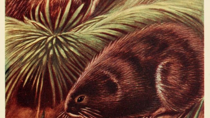 Scientific illustration of water-voles, a British rodent like a river rat.