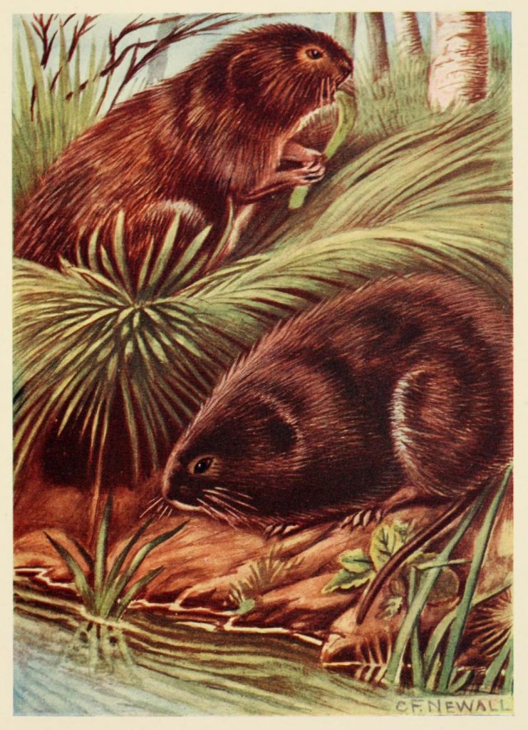 Scientific illustration of water-voles, a British rodent like a river rat.