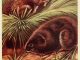 Scientific illustration of water-voles, a British rodent like a river rat.