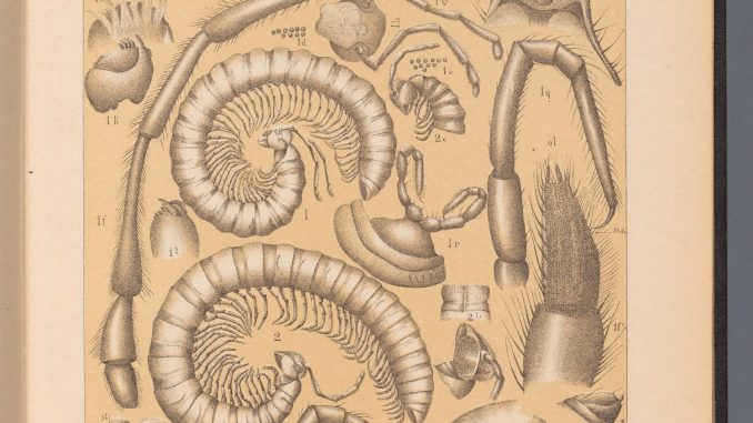 A scientific illustration of many perspectives on cave millipedes, if you ever needto imagine some creepy cave creatures that aren't monsters.