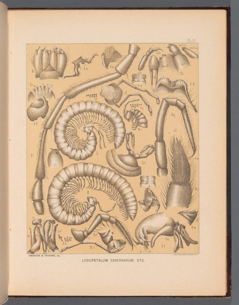 A scientific illustration of many perspectives on cave millipedes, if you ever needto imagine some creepy cave creatures that aren't monsters.