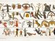 Scientific Illustration of an Ojibwe music board, with colorful human and animal figures, as illustrated by by James Ackerman after a watercolor by Seth Eastman