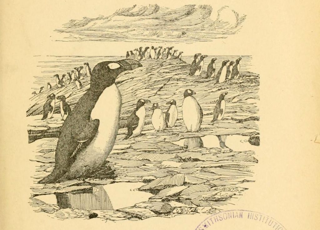 Scientific illustration of an auk, as the title page for the American Ornithologists' Union journal The Auk, from the early 20th century