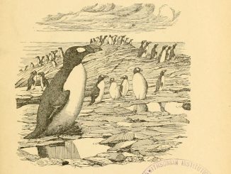 Scientific illustration of an auk, as the title page for the American Ornithologists' Union journal The Auk, from the early 20th century