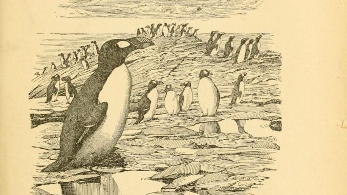 Scientific illustration of an auk, as the title page for the American Ornithologists' Union journal The Auk, from the early 20th century