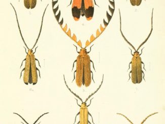 Scientific Illustration of beetles by Edw. A. Smith, whoever he was. The beetles are colorful, reddish orange, and have long antennae.