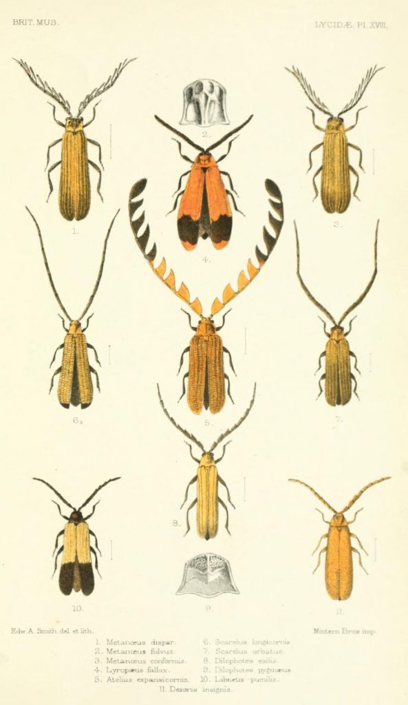 Scientific Illustration of beetles by Edw. A. Smith, whoever he was. The beetles are colorful, reddish orange, and have long antennae.