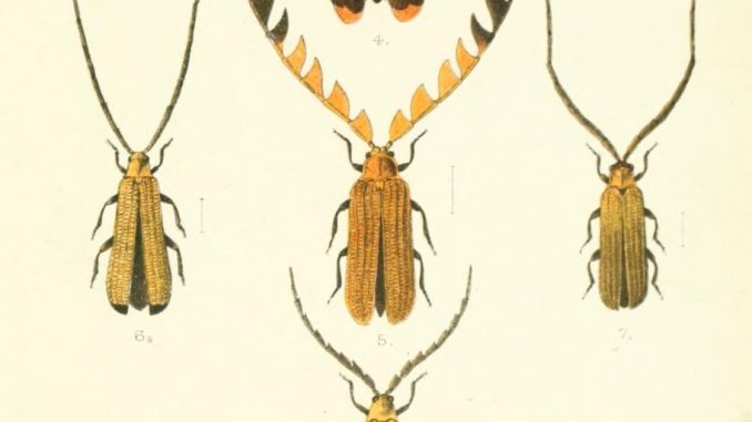 Scientific Illustration of beetles by Edw. A. Smith, whoever he was. The beetles are colorful, reddish orange, and have long antennae.