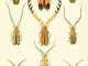 Scientific Illustration of beetles by Edw. A. Smith, whoever he was. The beetles are colorful, reddish orange, and have long antennae.