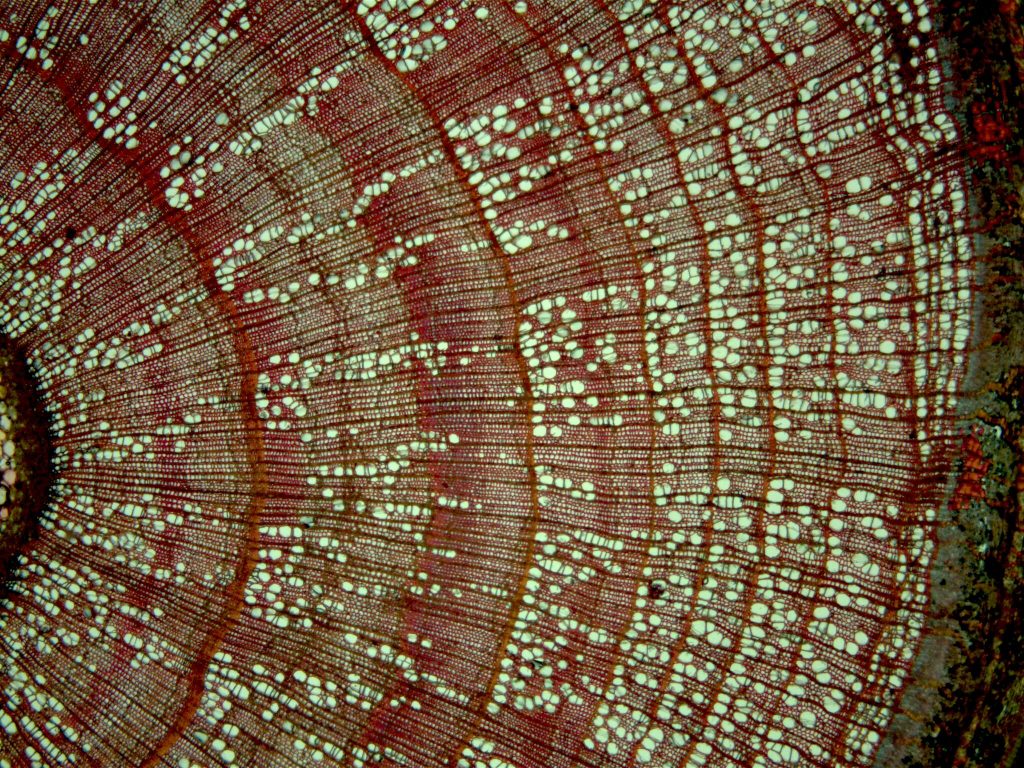 Scientific illustration of plant life under the microscope