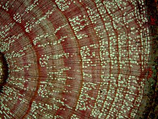 Scientific illustration of plant life under the microscope