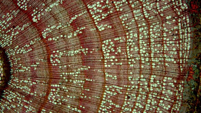 Scientific illustration of plant life under the microscope