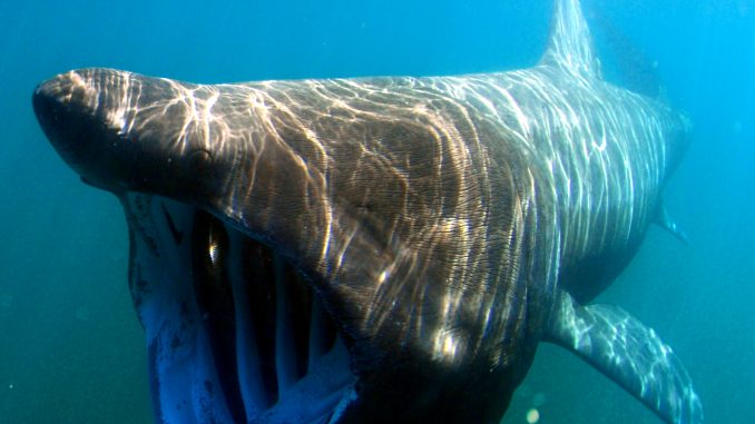 Scientific illustration of a basking shark eating plankton