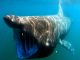 Scientific illustration of a basking shark eating plankton