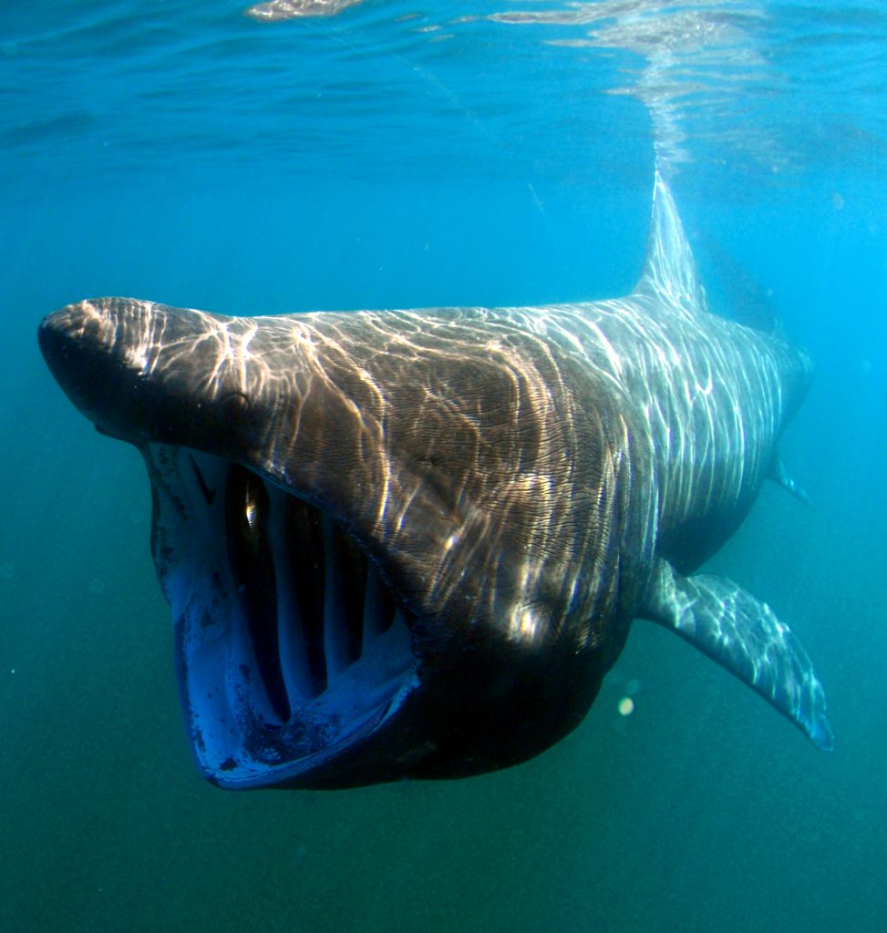 Scientific illustration of a basking shark eating plankton