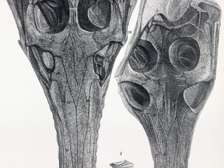 Scientific illustration of fossilized crocodile skulls (Steneosaurus species) from England's Great Oolite deposit.