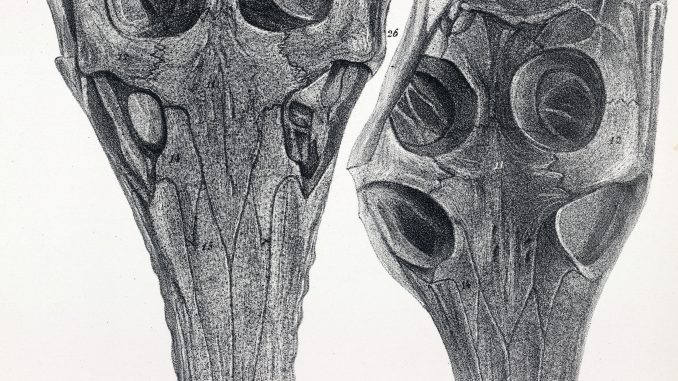Scientific illustration of fossilized crocodile skulls (Steneosaurus species) from England's Great Oolite deposit.