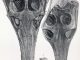 Scientific illustration of fossilized crocodile skulls (Steneosaurus species) from England's Great Oolite deposit.
