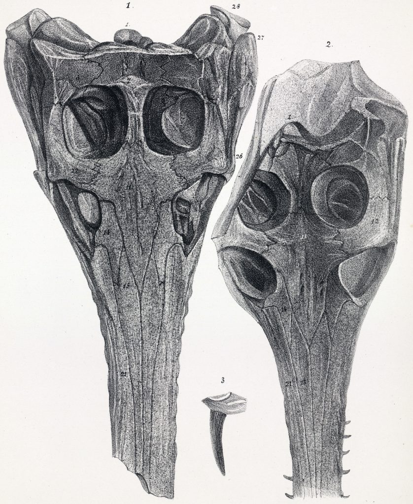 Scientific illustration of fossilized crocodile skulls (Steneosaurus species) from England's Great Oolite deposit.