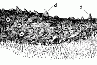 Scientific illustration of a sea cucumber