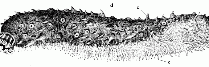 Scientific illustration of a sea cucumber