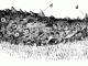 Scientific illustration of a sea cucumber