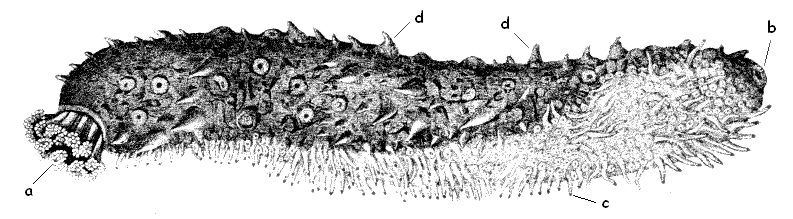 Scientific illustration of a sea cucumber