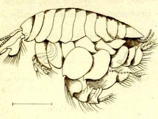 Scientific illustration of a kind of sand flea or amphipod better known nowadays as Haustorius arenarius.