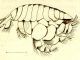 Scientific illustration of a kind of sand flea or amphipod better known nowadays as Haustorius arenarius.