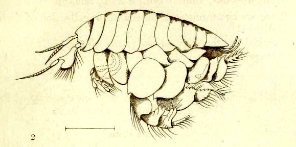 Scientific illustration of a kind of sand flea or amphipod better known nowadays as Haustorius arenarius.