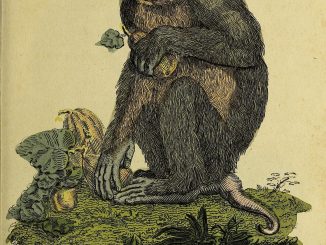 Scientific illustration of a baboon with a tail "exactly like a pig's."