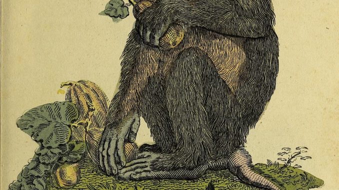 Scientific illustration of a baboon with a tail "exactly like a pig's."