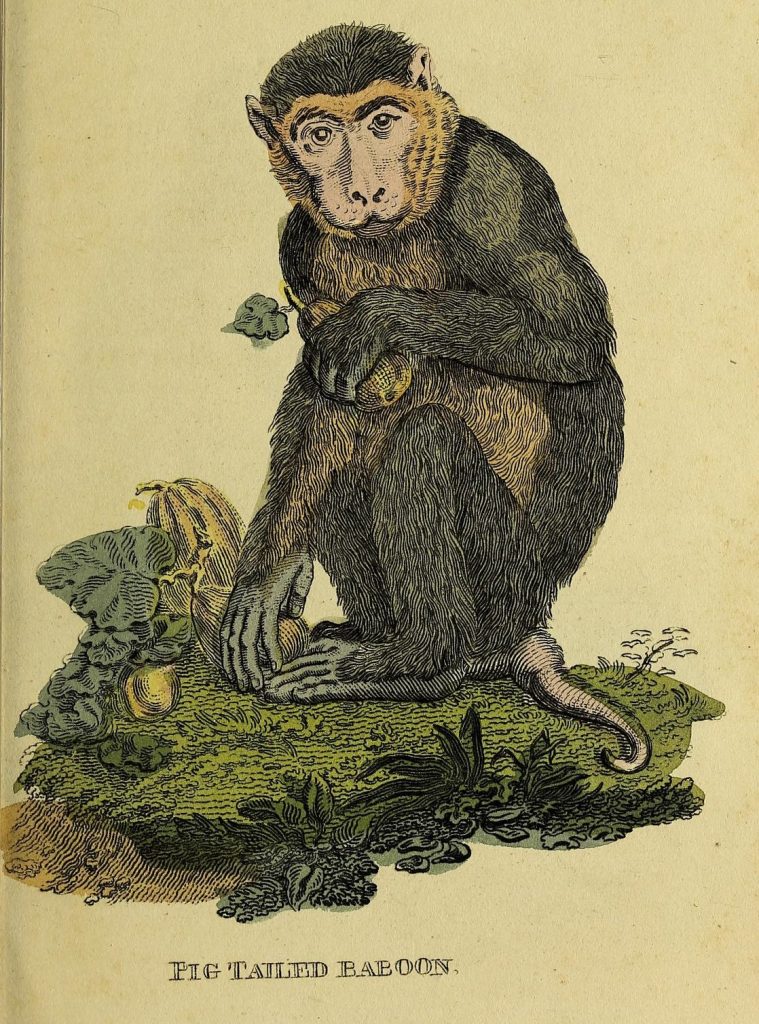 Scientific illustration of a baboon with a tail "exactly like a pig's."