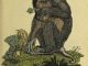 Scientific illustration of a baboon with a tail "exactly like a pig's."