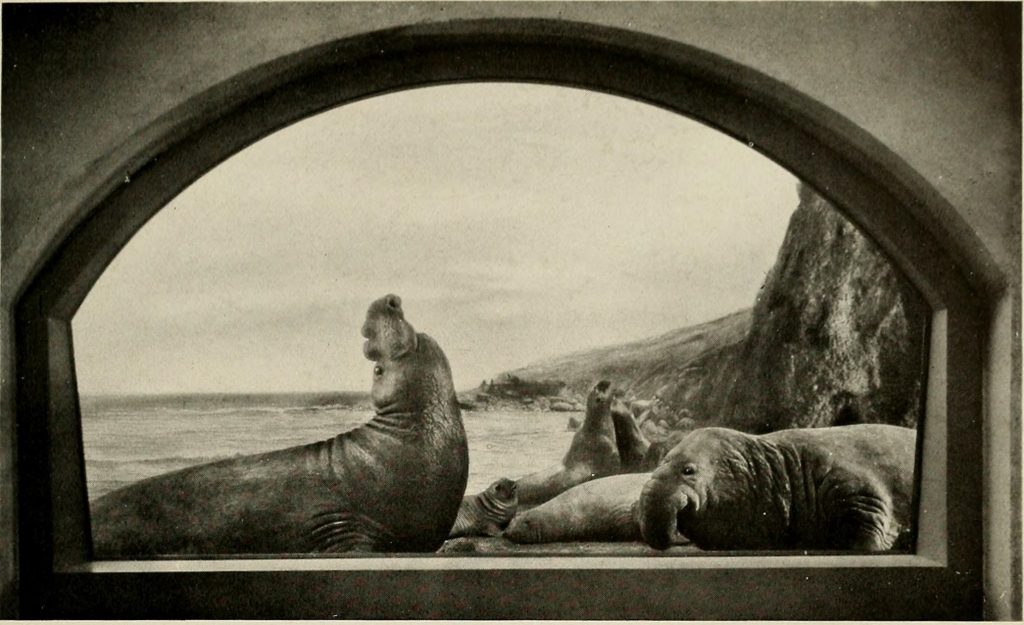 Scientific illustration of elephant seals in Baja California, Mexico, seen as a photo of a diorama in the American Museum's "Hall of Ocean Life."