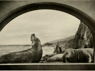 Scientific illustration of elephant seals in Baja California, Mexico, seen as a photo of a diorama in the American Museum's "Hall of Ocean Life."