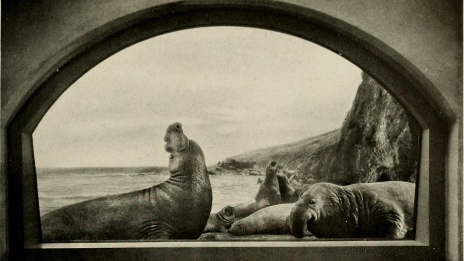 Scientific illustration of elephant seals in Baja California, Mexico, seen as a photo of a diorama in the American Museum's "Hall of Ocean Life."