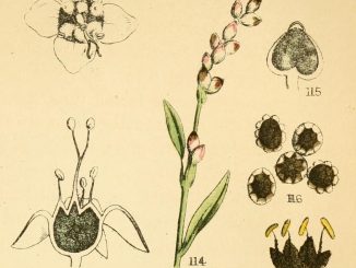 Scientific illustration of smut growing on seeds and tiny flowers, seen very close up