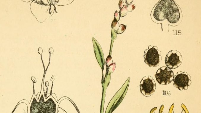 Scientific illustration of smut growing on seeds and tiny flowers, seen very close up